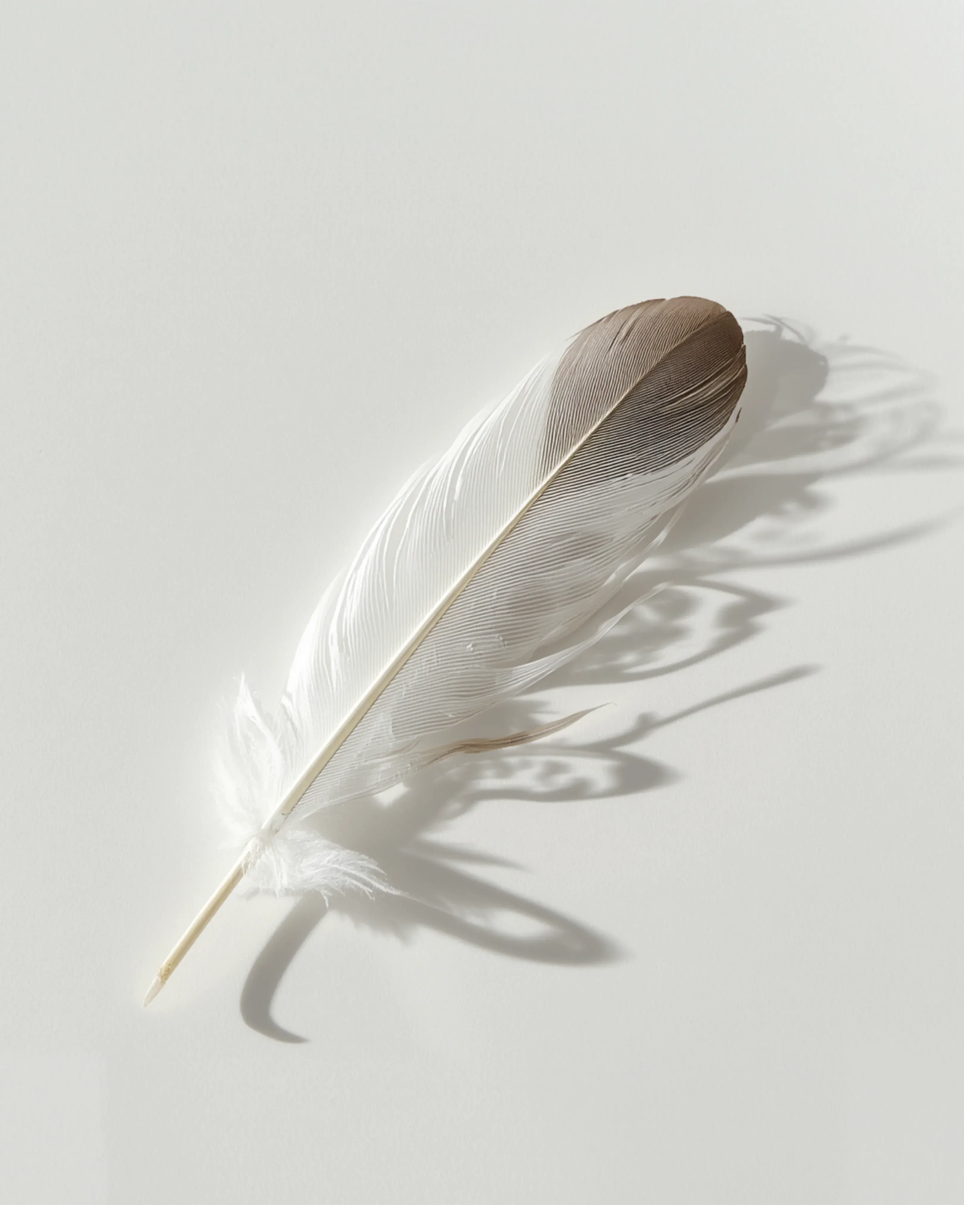 Feather